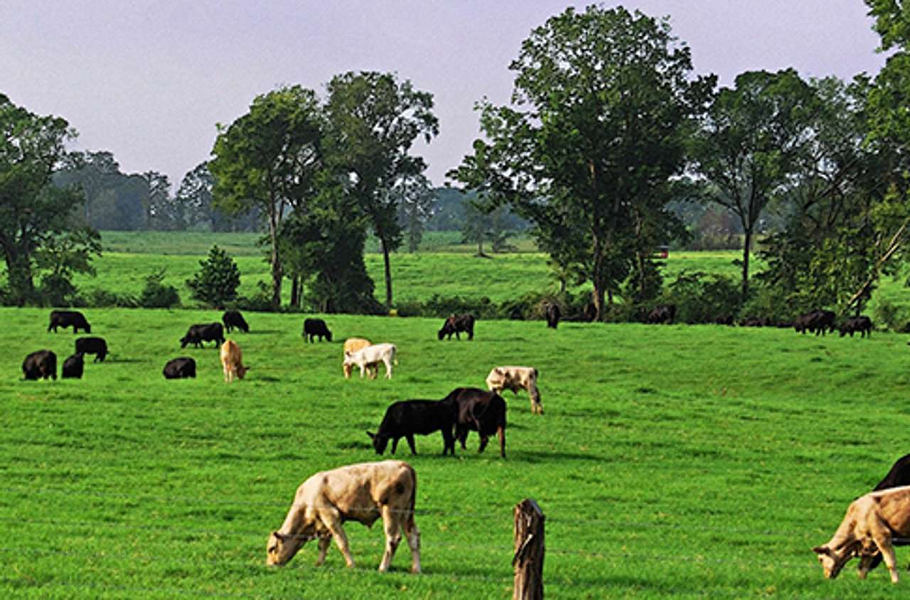 Aydın Imamkoy on the main road 63 acres on the farm