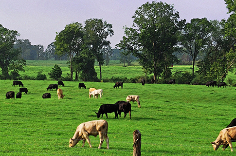 Aydın Imamkoy on the main road 63 acres on the farm