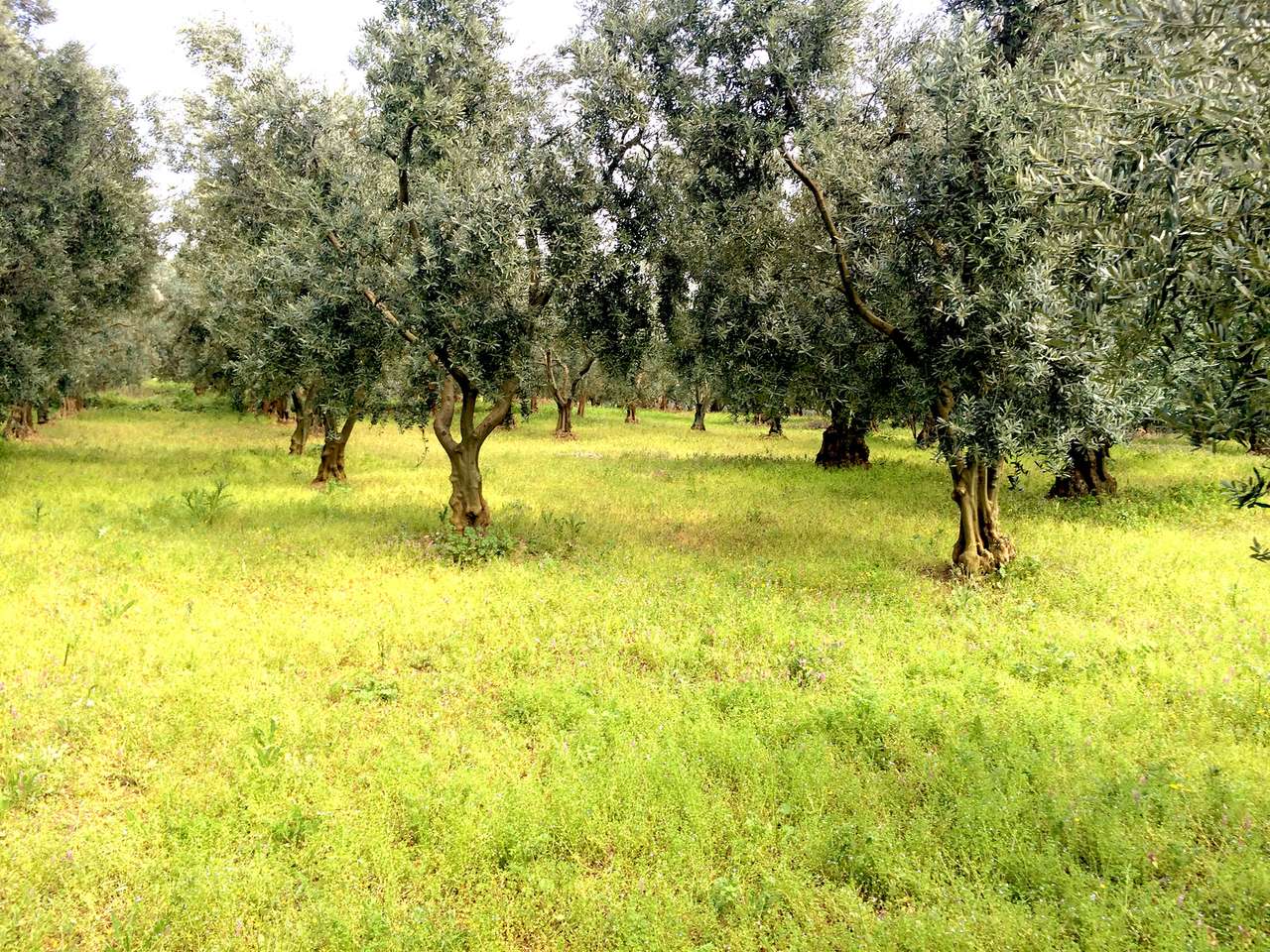 103 acres olives in Söke Kaygılı Village