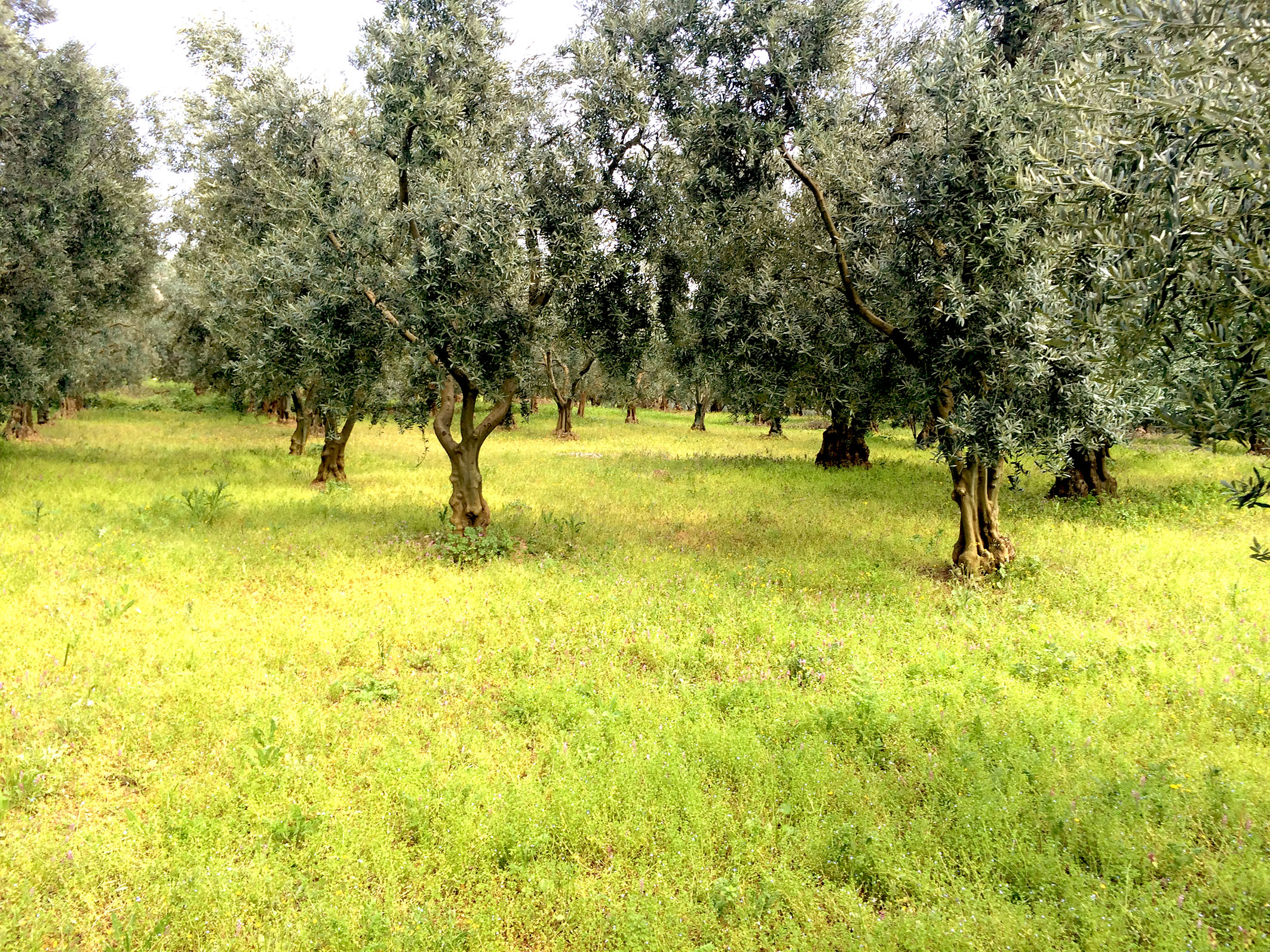 103 acres olives in Söke Kaygılı Village