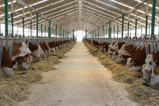 Cattle Farm in Tire Leadah Village